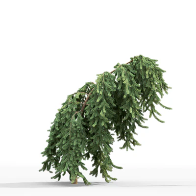 Spruce — Вид 4