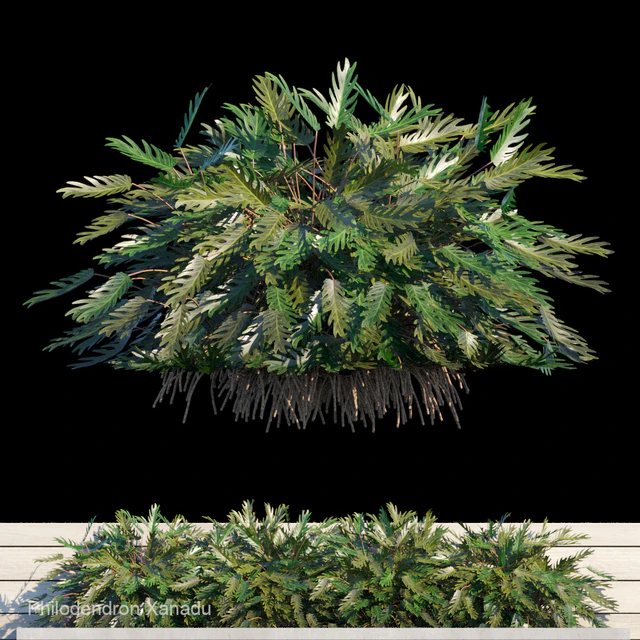 Philodendron Xanadu exterior kit — Descargar