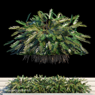 Philodendron Xanadu exterior kit — Descargar