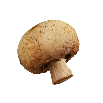 gilled mushroom 004 — Скачать