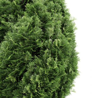 4 Rocky Mountain Juniper tree - Juniperus scopulorum — Ver 5
