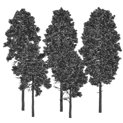 Pine 18m and 12m — Ver 6