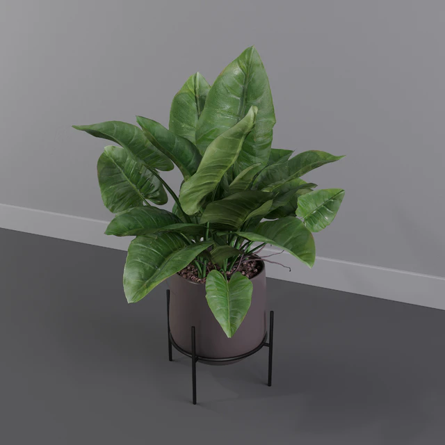 Philodendron imperial green — Скачать