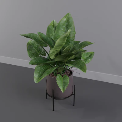 Philodendron imperial green — Вид 5
