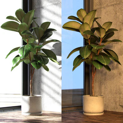 Ficus elastica decora (medium) — Ver 2