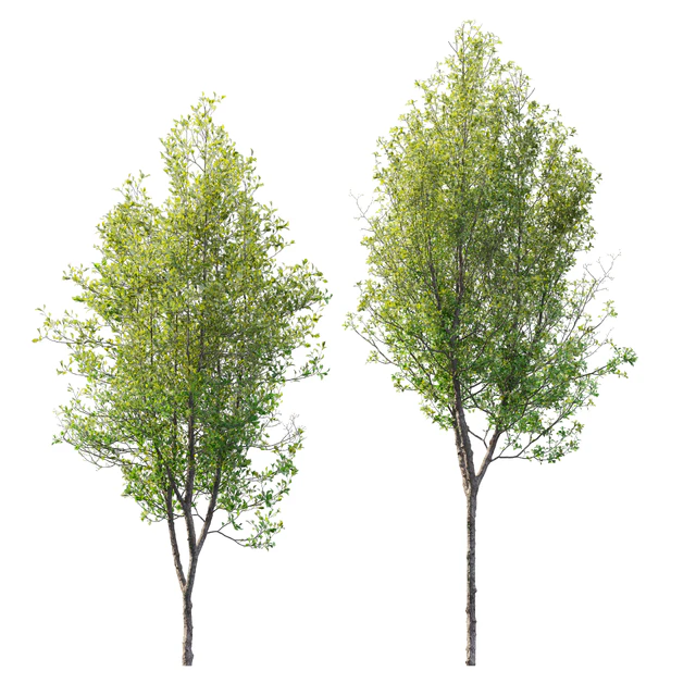 Quercus robur — Descargar