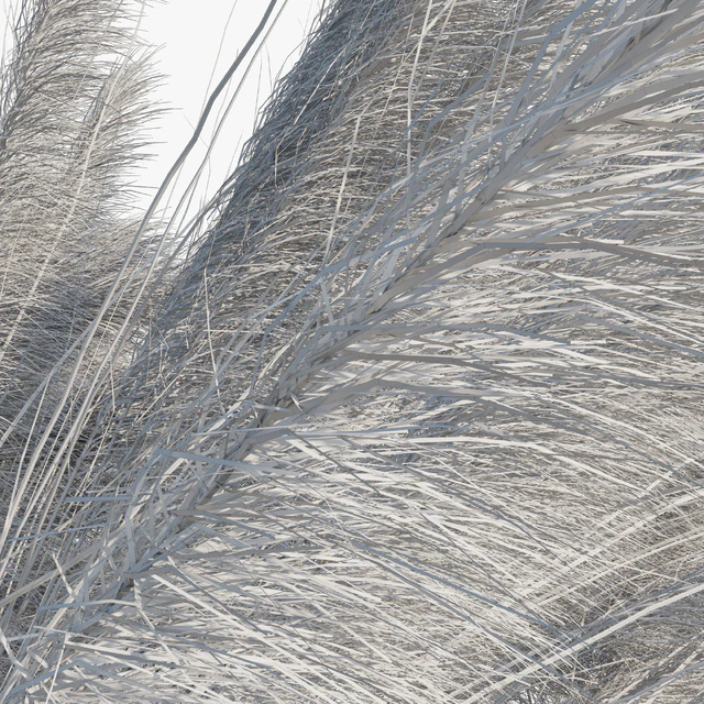 Muhlenbergia Capillaris - Pink Muhly Grass 04 — Скачать
