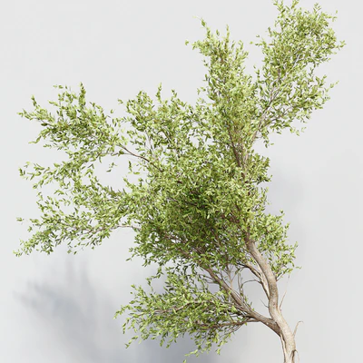 Indoor Plant 010 — Ver 3