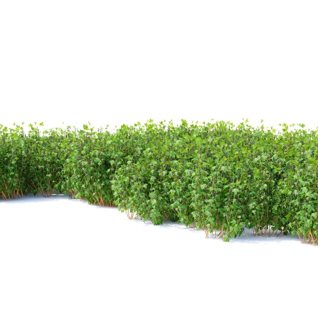 Currant bushes | Currant — Descargar