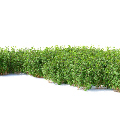 Currant bushes | Currant — Ver 3
