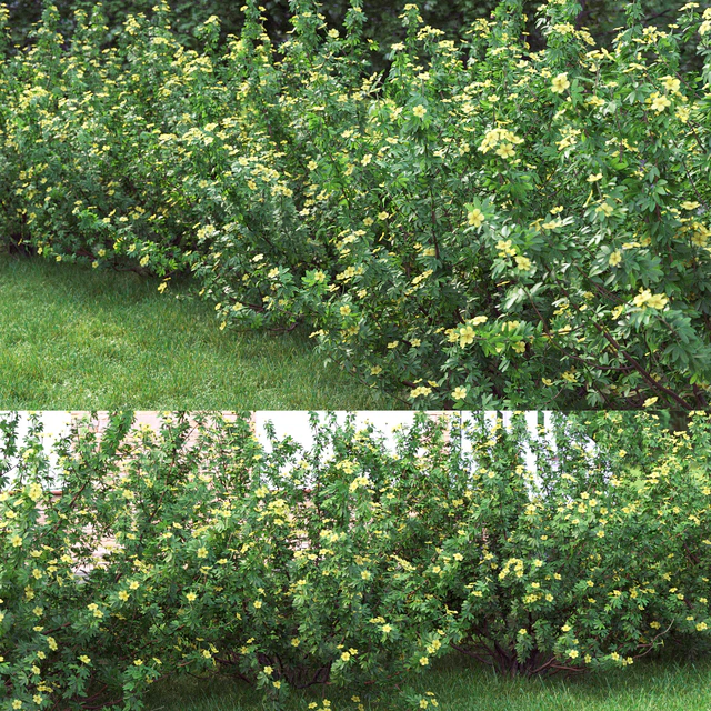 Potentilla bush # 1 — Descargar
