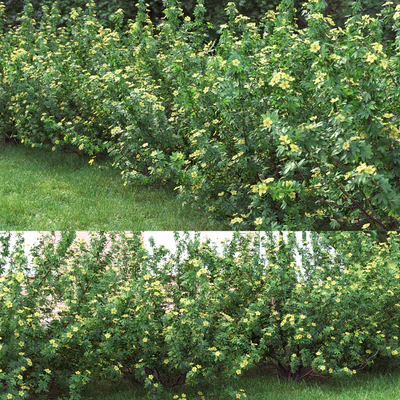 Potentilla bush # 1 — Ver 3