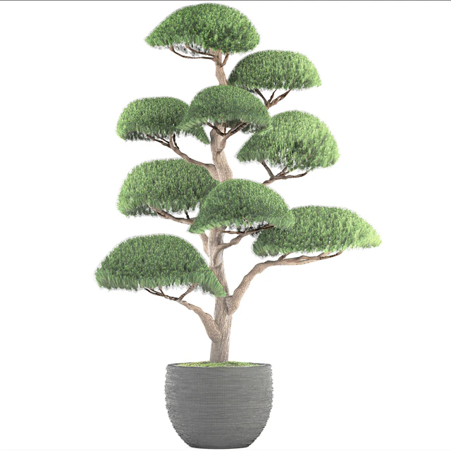 Niwaki 3, cedar, topiary, Niwaki, ornamental tree, landscaping, flowerpot, pot — Descargar