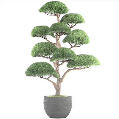 Niwaki 3, cedar, topiary, Niwaki, ornamental tree, landscaping, flowerpot, pot — Ver 3