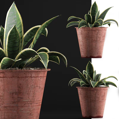 Plant collection 105 Agave — Вид 4