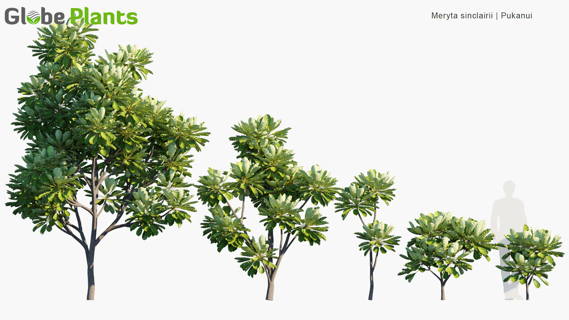 meryta sinclairii — Скачать