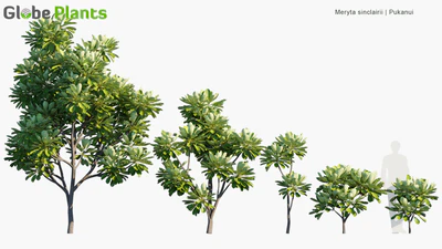 meryta sinclairii — скачать