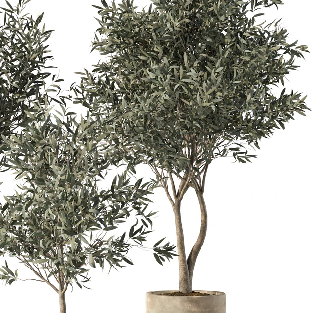 Olive Tree Indoor Plants Set.85 — Скачать