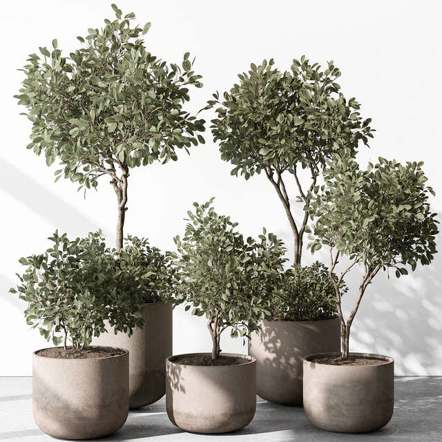 Indoor Plant 572 - European Olive — Descargar