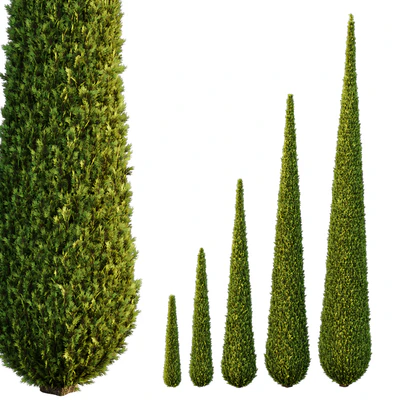 Italian Cypress Tree02 — Ver 1