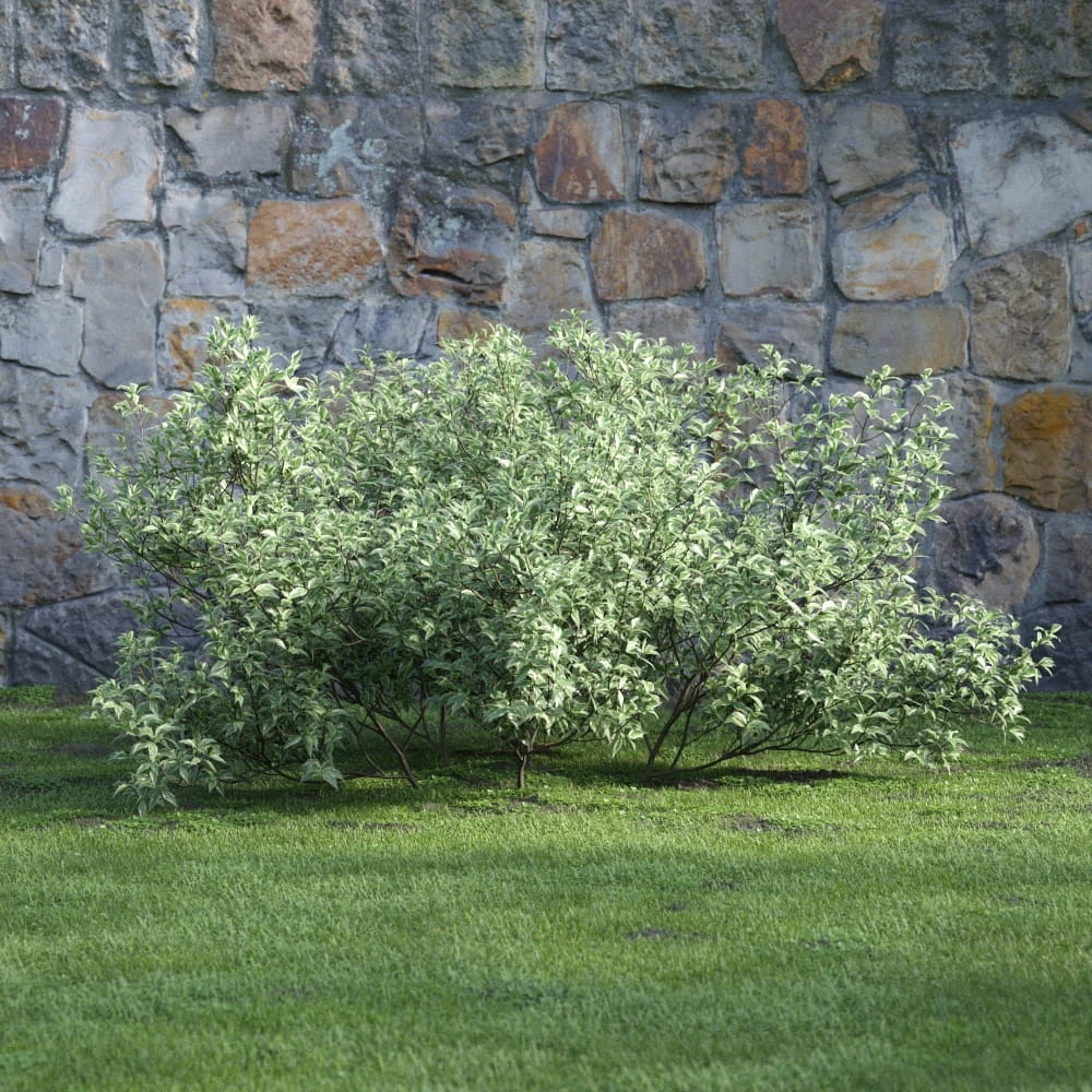 plants and bushes 038 — Descargar