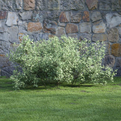 plants and bushes 038 — Descargar