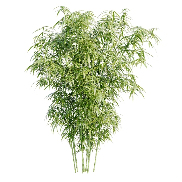 Bamboo Bush — Скачать