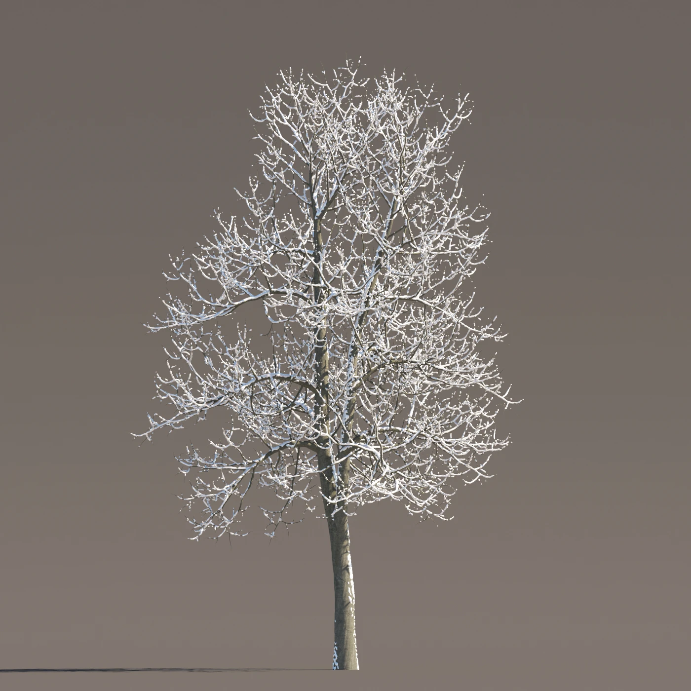 066 winter — Descargar