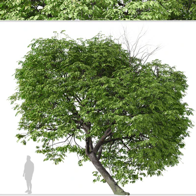 Set of Butternut Tree ( Juglans cinerea ) ( 2 Trees ) — Вид 7