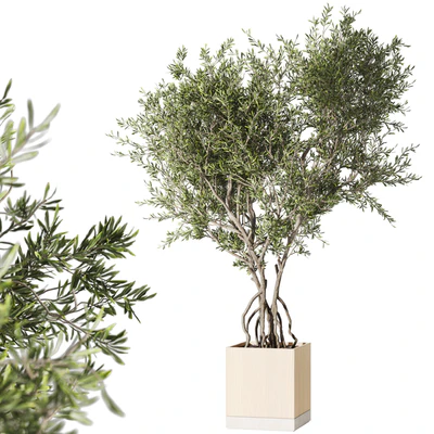 Indoor living plant in a pot 05 — Ver 6