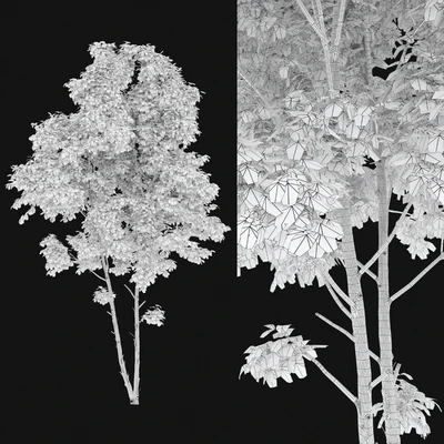 Eucalyptus 2 — Вид 4