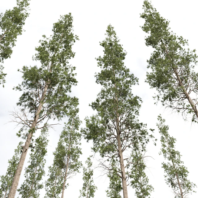 Pinus Palustris and Sphaeropteris Lepifera — Descargar