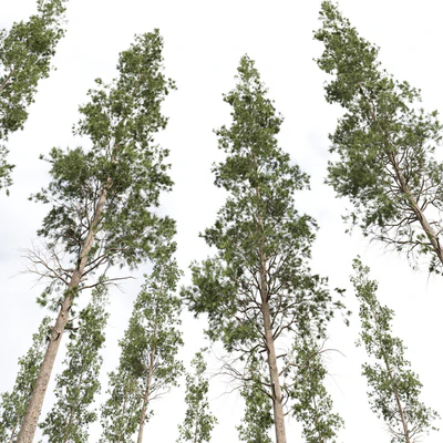 Pinus Palustris and Sphaeropteris Lepifera — Ver 6