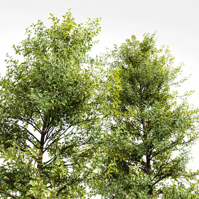 Acer Buergerianum and Ash Maple Tree — Ver 7