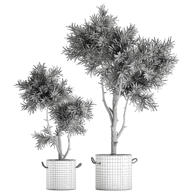 Decorative small tree in a black concrete pot, topiary. Set 741. — Descargar
