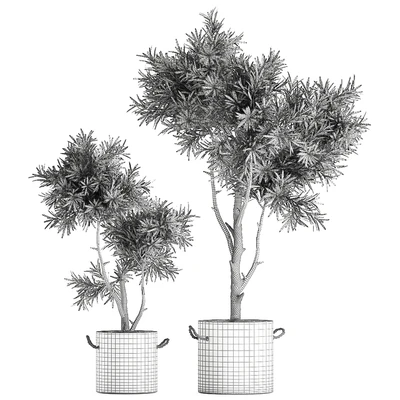 Decorative small tree in a black concrete pot, topiary. Set 741. — Ver 5