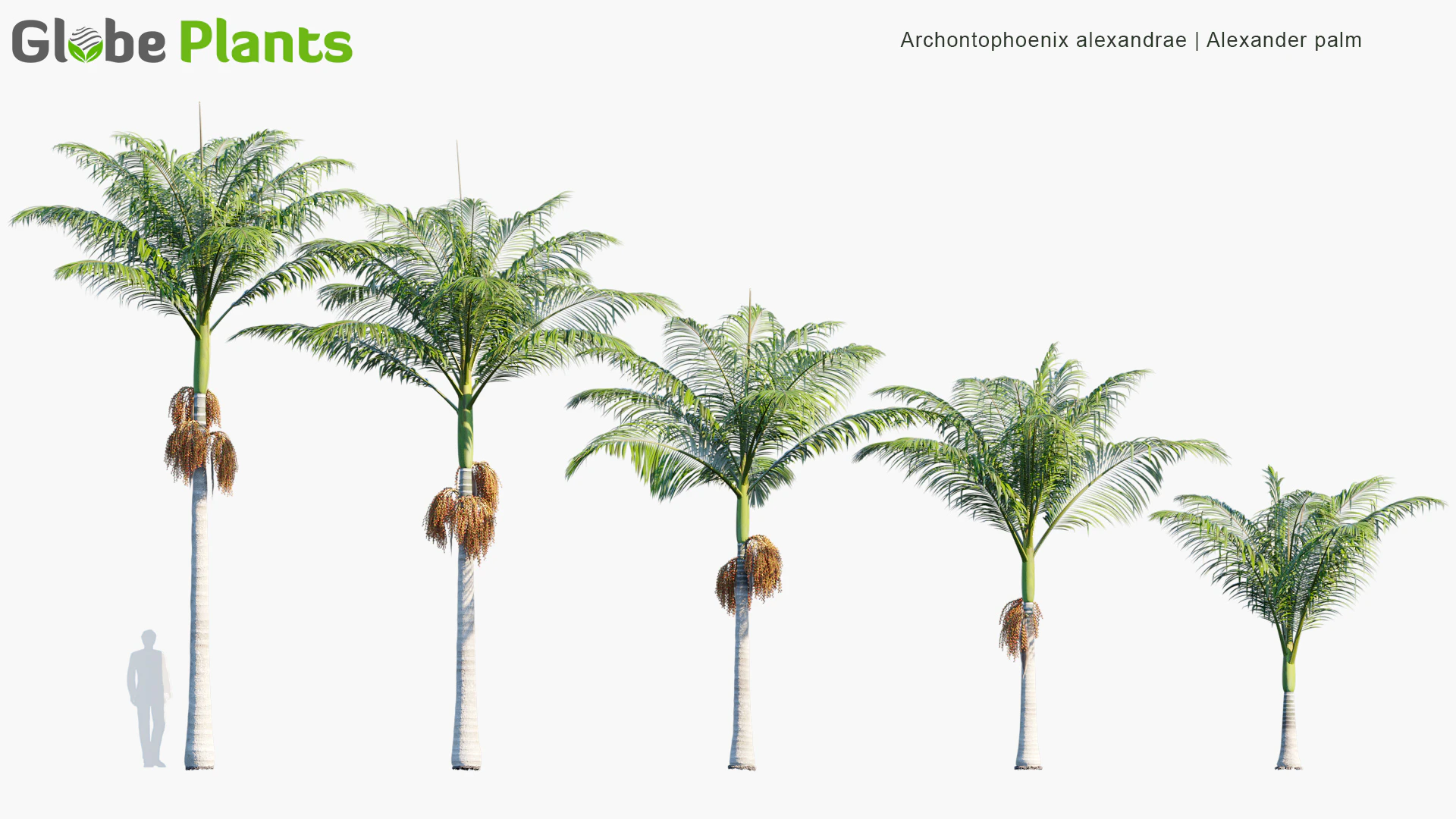 archontophoenix alexandrae — Download