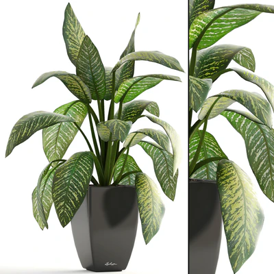 Dieffenbachia, pot, flowerpot, interior plant, bush — Ver 1