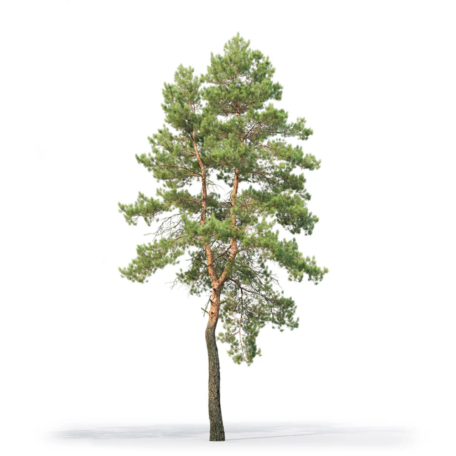 Pine — Download
