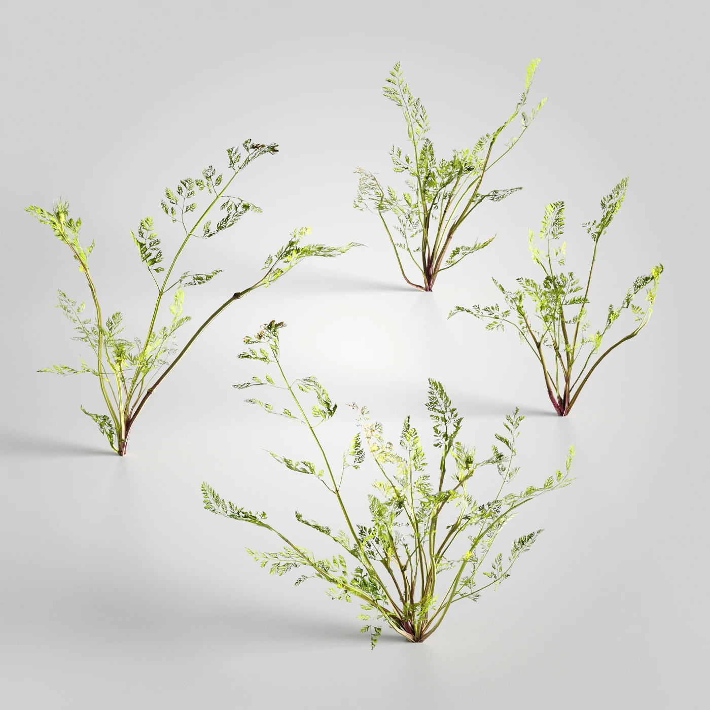 plants and weeds 002 — Скачать