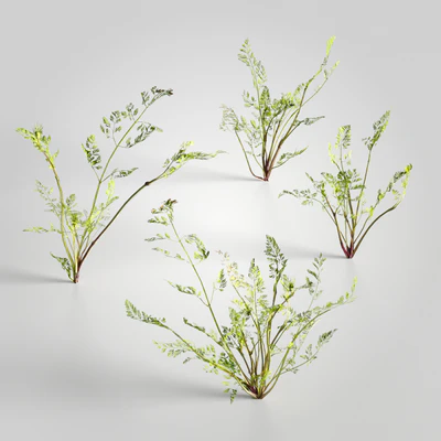 plants and weeds 002 — Скачать