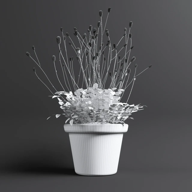 Plant The bloodthirsty. Sanguisorba — Descargar