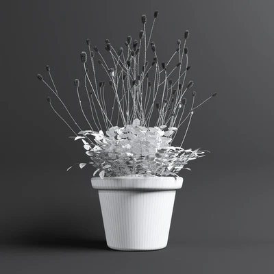 Plant The bloodthirsty. Sanguisorba — Ver 2