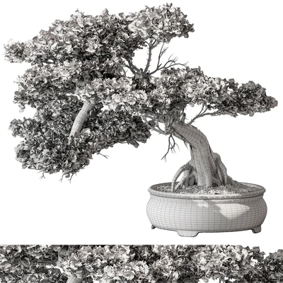indoor Plant 584 - Bonsai Plant — Вид 5