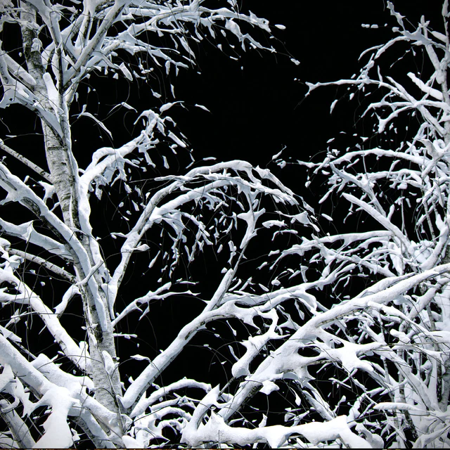 Birch / summer / fall / winter — Descargar