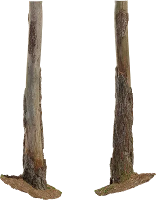 dead pine tree trunk 001 — Скачать