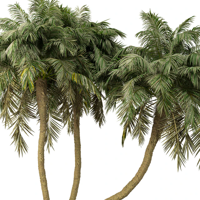 Palm Tree No.36 — Descargar