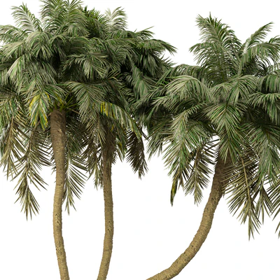 Palm Tree No.36 — Ver 5