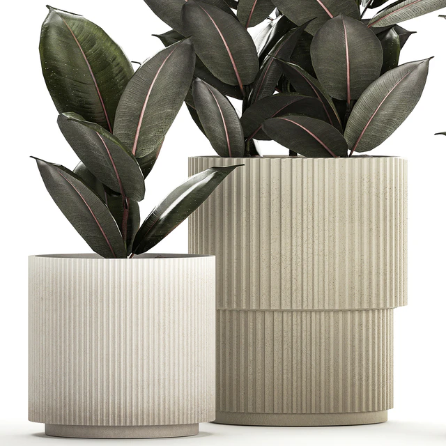 Beautiful tree in a pot Ficus rubbery, elastica, Ficus Abidjan, Ficus Robusta. Plant collection 1246 — Descargar