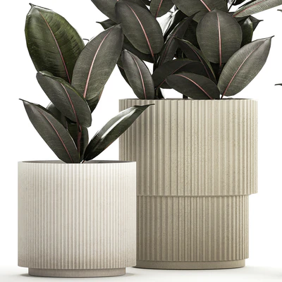 Beautiful tree in a pot Ficus rubbery, elastica, Ficus Abidjan, Ficus Robusta. Plant collection 1246 — Ver 7